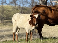 7/14/24 RIO SMOOTH HEIFER