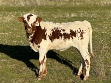 9/17/24 TEXANAS CAT HEIFER