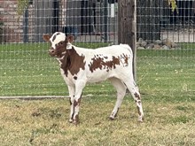 9/17/24 TEXANAS CAT HEIFER